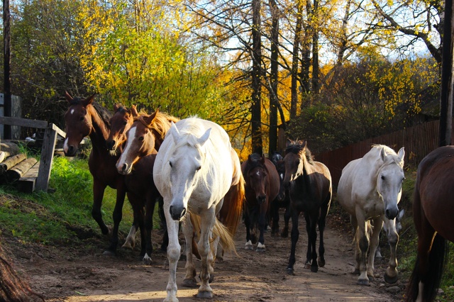 Хорошевский коневодческий комплекс 🍂🍂
Правда краси...