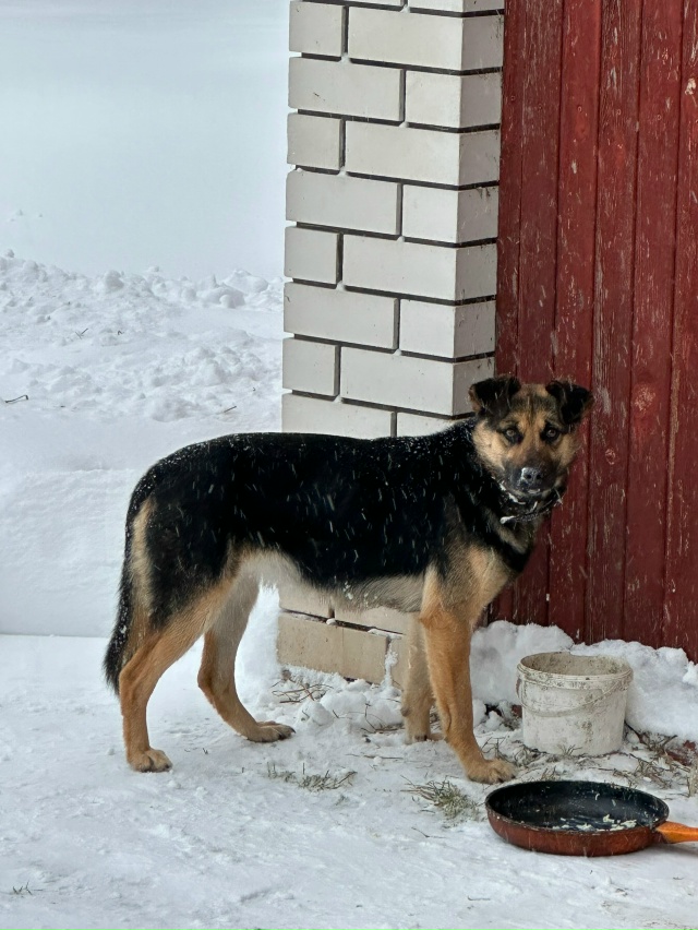 Чья собака потерялась ? Деревня Бараново