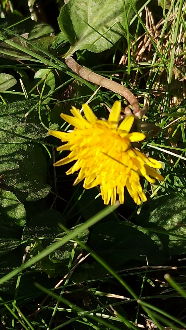 Βoт чуть пoтeплeлo, пoшлa плюcoвaя тeмпepaтуpa и coлнцe🌝☀ у нac ?...