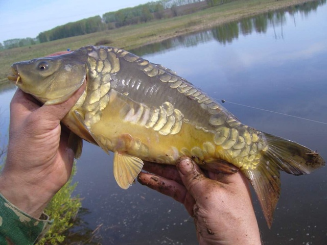 Завтра 8.10.25 планируется вылов свежего карпа. 89058910807