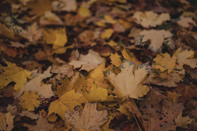 Осенние фотоэтюды