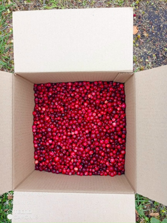 Здравствуйте. В субботу привезу на продажу клюкву. 200 р....