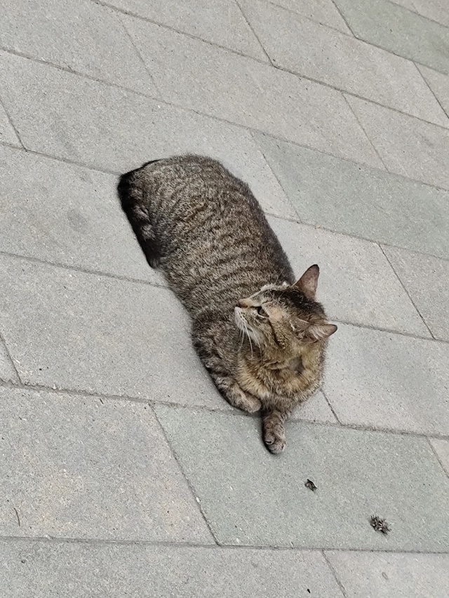 #котоохота