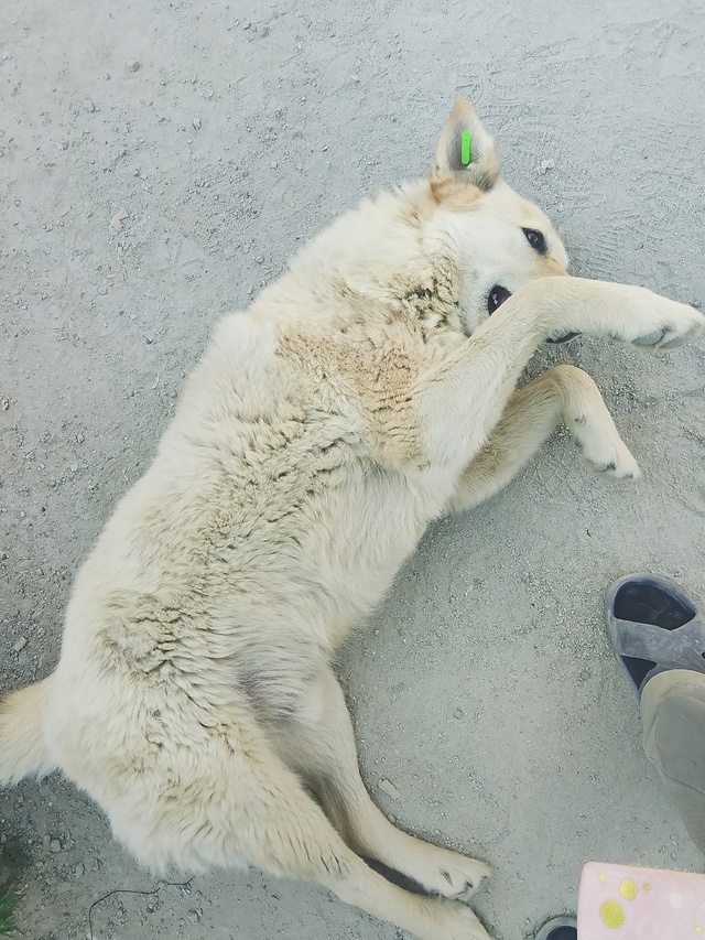 На работе подружился с псом бродячим. Но он пропал.. Узн...