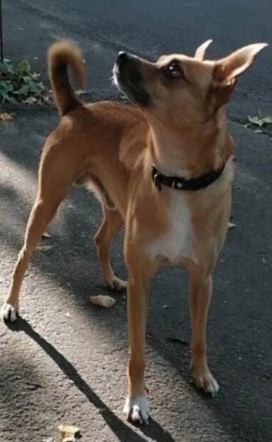 РАЗЫСКИВАЕТСЯ !!! ЗОВУТ ТИМ. ЛЮБИМ И ЖДЁМ. Нашедшему воз...