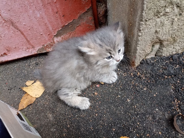 Выбросили котенка около горбани. Может кому-то нужен? З...