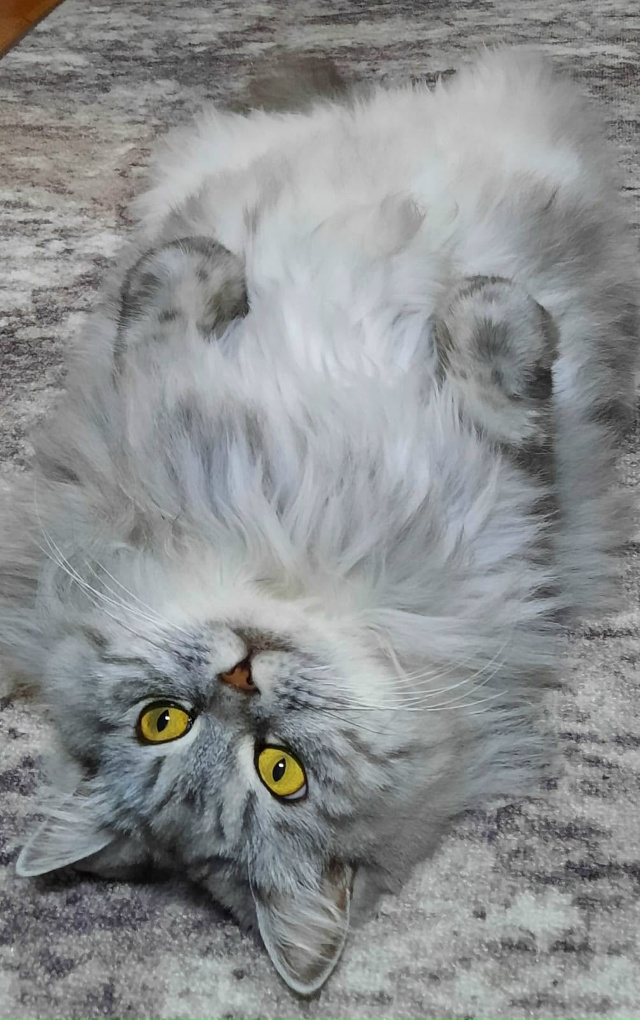 Кошка Рыся теперь кошка Лыся