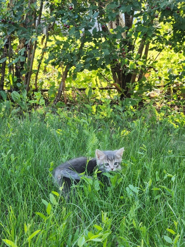 ❗Внимание, любители котиков! 🐱
🎉У нас в семье появил...