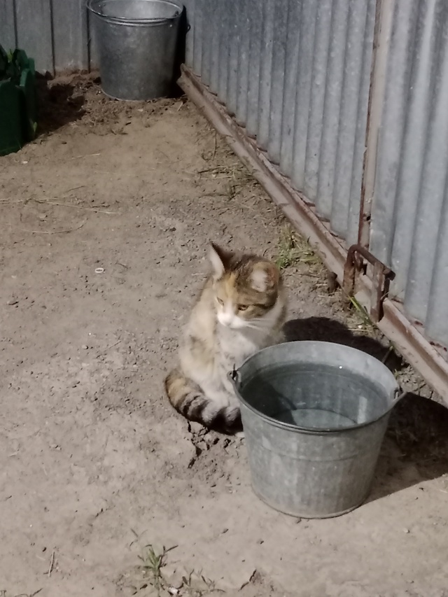 Может у кого-то потерялась кошечка? Район ПМК, или може?...