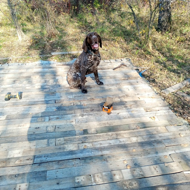 Потерялся пёс, вчера недалеко от сырской трасы, если кт...