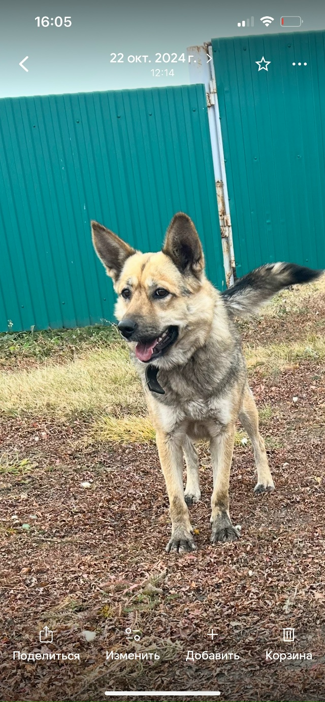 Срочно! Убежала собачка по левой стороне дальше химскл...