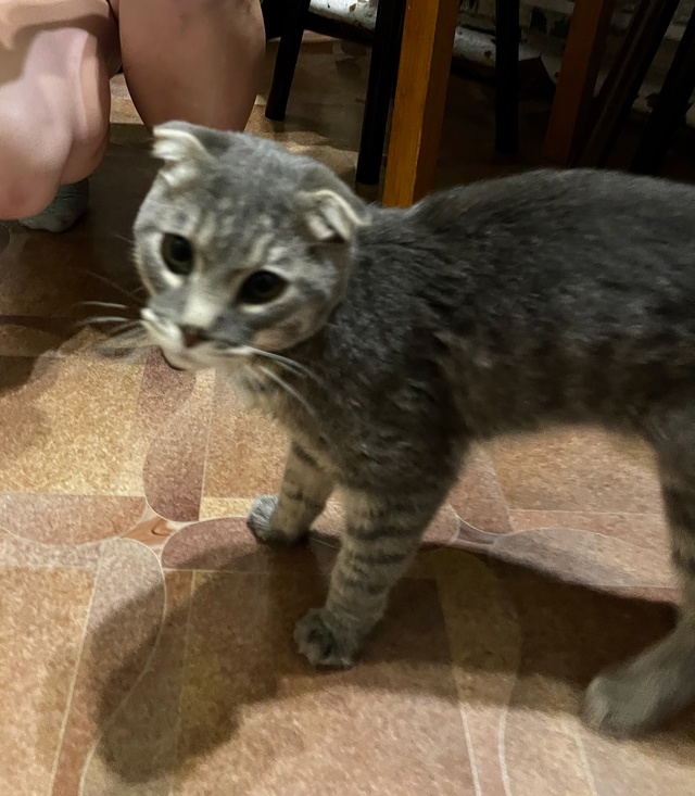 На сельхозтехнике нашли красивого кота породистого в ?...