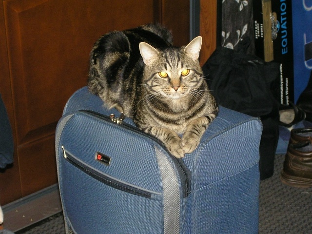 - Олег Палыч, извините, я не смогу поехать в командировк...