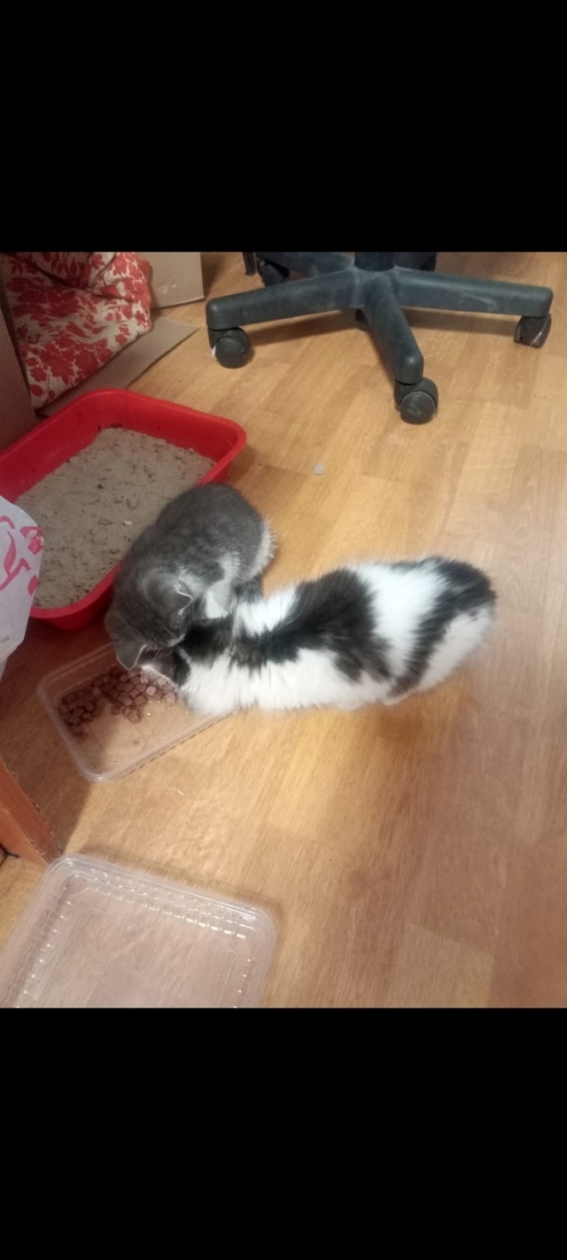 Ну кто вы...., подкинули котят в очередной раз в коробке ?...