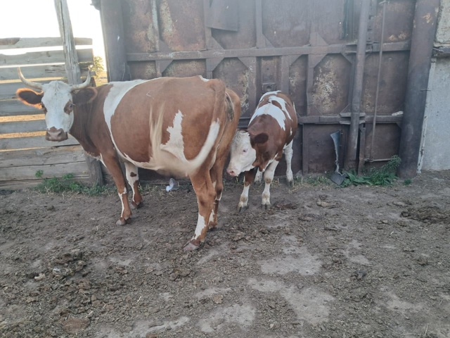 Продаётся КРС 🐄🦬🐂 По все вопросам обращаться по ном...