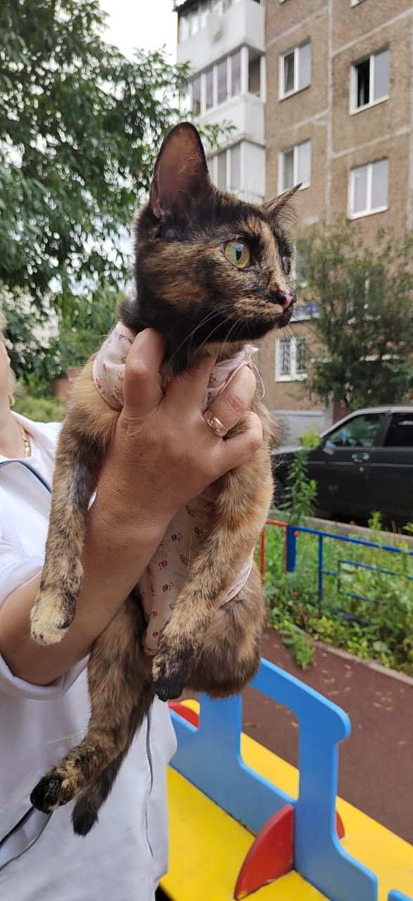 Друзья, вот такая красавица появилась во дворе недавно...