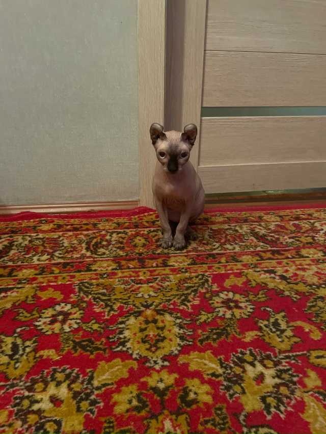 Всем привет! Это Титус, Тит, титька и окорочок. Мы ещё не...