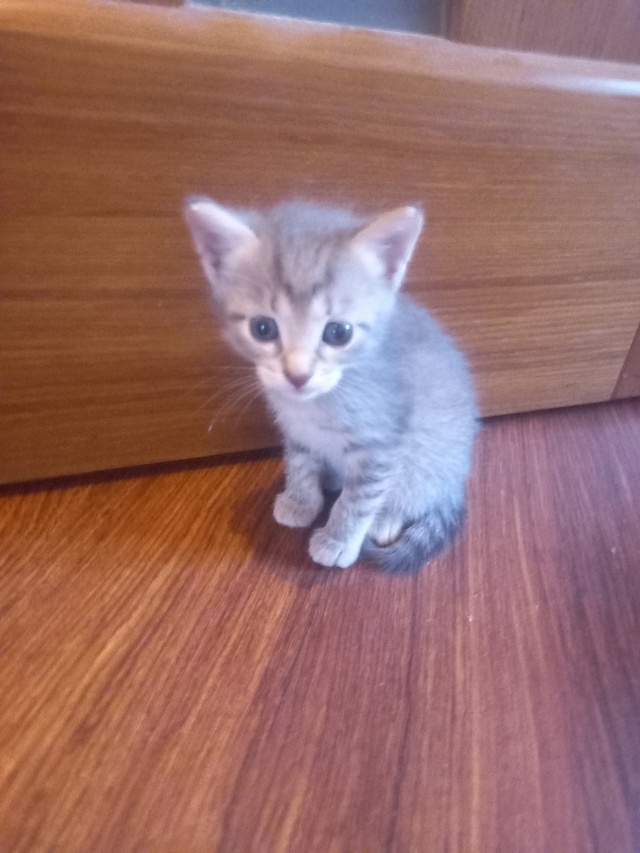Отдам котят в добрые руки , котят месяц.