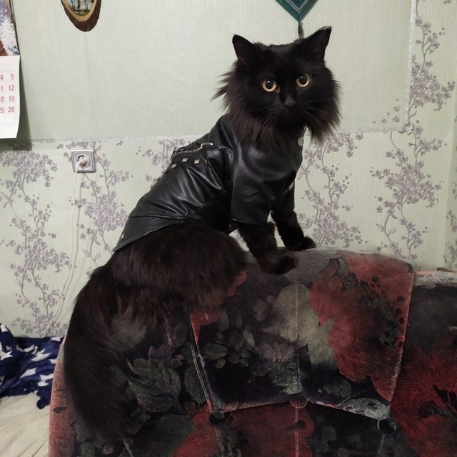 Koсуха, в которой ваш кот будет выглядеть как звезда рок...