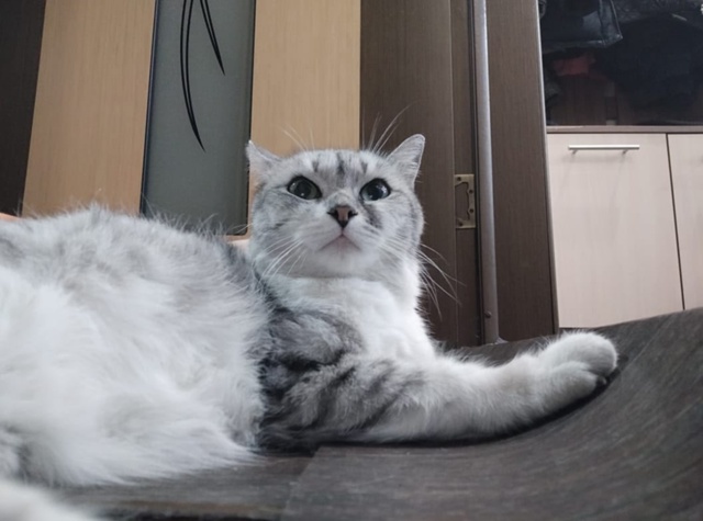 Потерялась кошка в районе ул.Маяковского, домашняя, ла?...