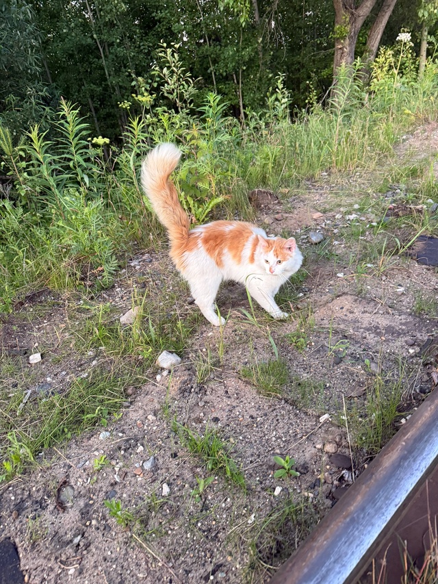 Кот или кошка не знаю бродит в районе речки в Сосновке ,...