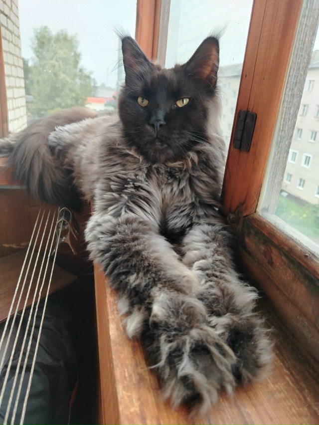 Лапки такие лапки🫶Лексус Милагро Норте приветствует ...