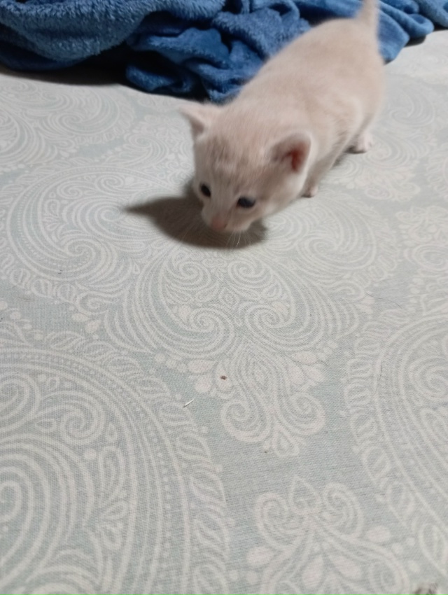 Отдам в добрые руки котят от вислоухой мамы мышеловки.