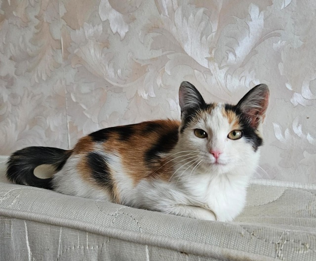 Отдам в добрые руки котят
Мы ищем ответственных и любя...