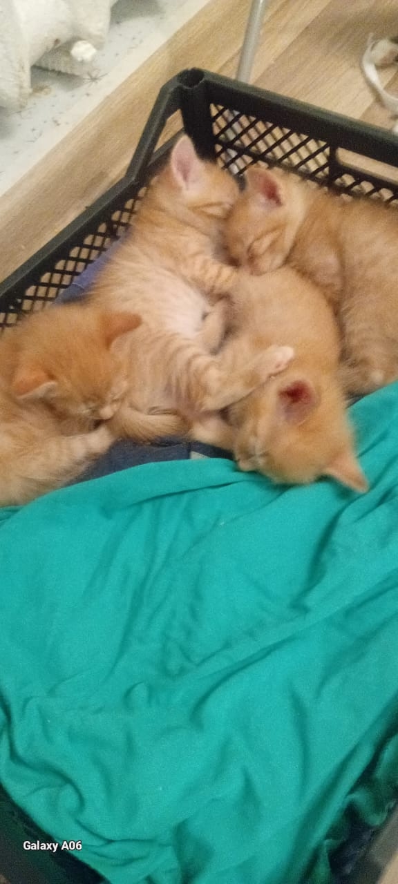 Пристраиваются 4 рыжих котёночек. 1 девочка и 3 мальчика...
