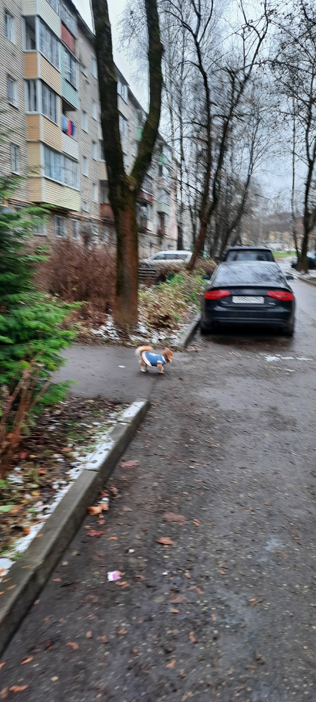 Возможно, потеряшка.
Бегала возле домов 11-13 ул.Московск...