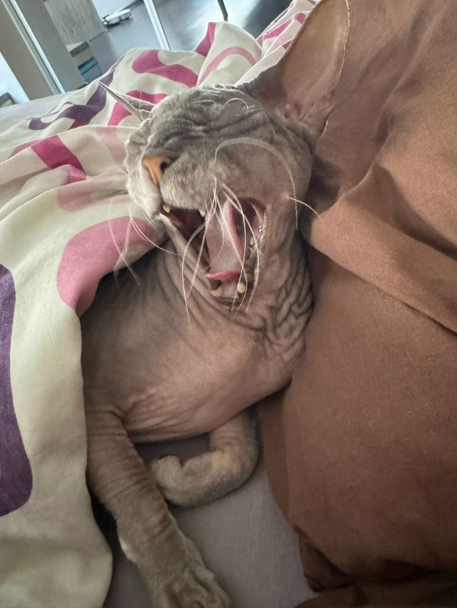 Геннадий Петрович, он же Геша, он же Генерюся, возлег на...