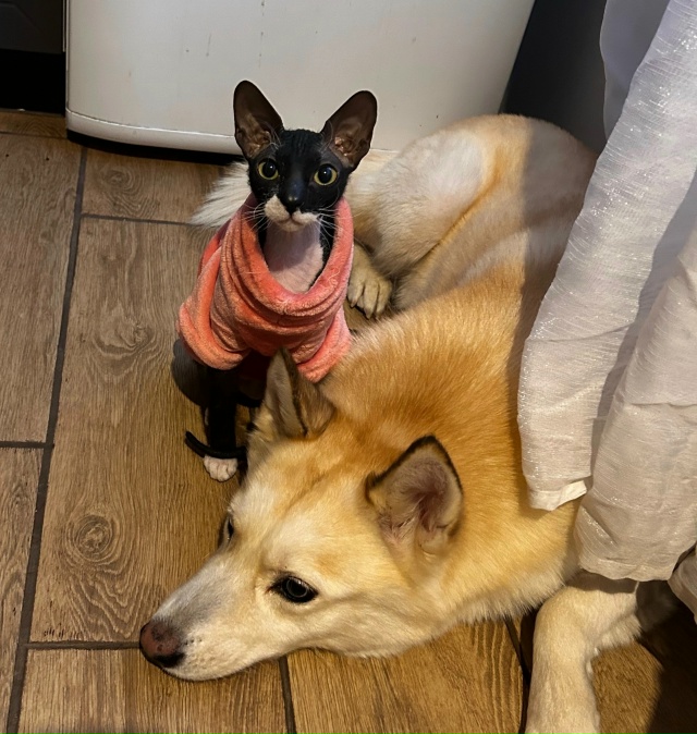 Марла кошка