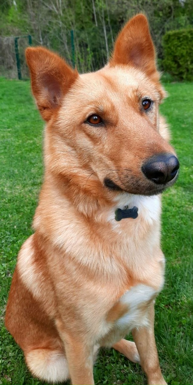 Знакомьтесь — Альф, солнечный пёс с большим сердцем в ?...