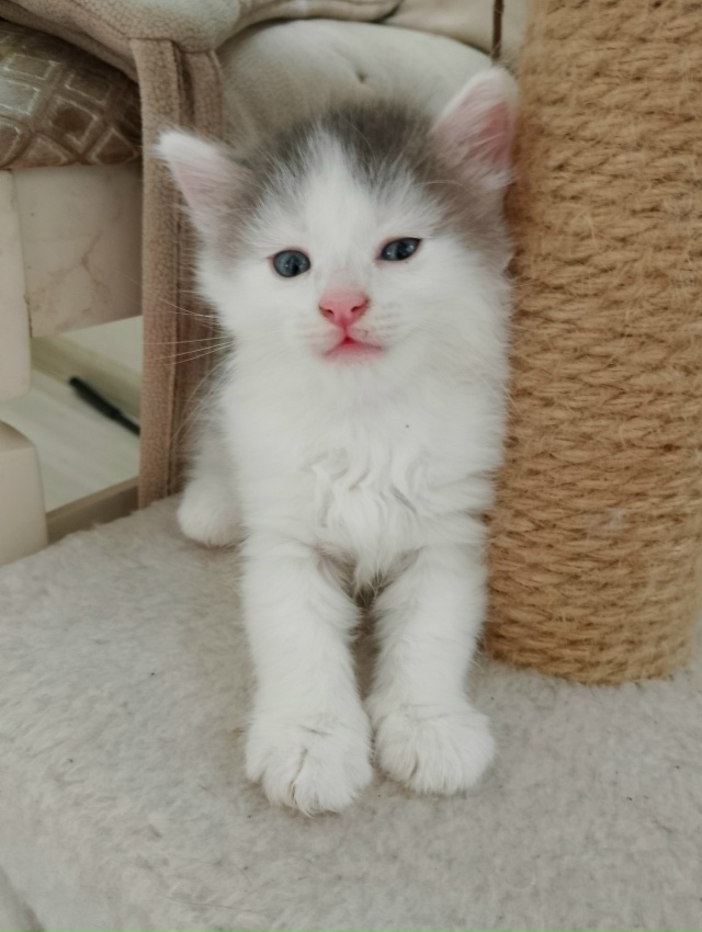 Срочно отдадим котят в хорошие руки, ласковые, игривые,...