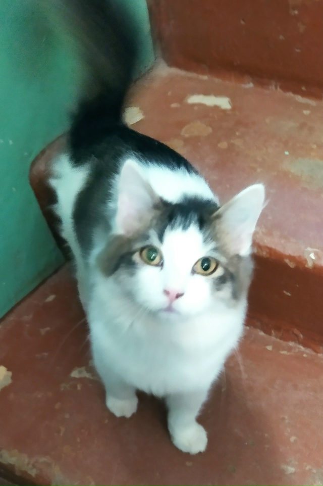 Чей котик-потеряшка? Ночевал в подъезде на Павлова 38. З?...