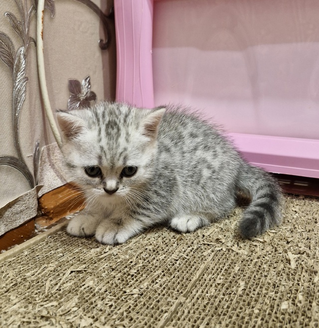 Маленький комочек счастья ищет себе дом!😊
Мальчик
Ку?...