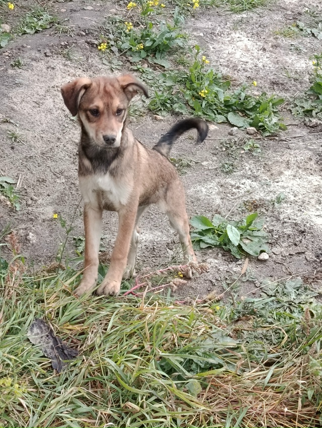 Помогите пожалуйста!!! Мне подкинули 6 щенят. Одного я о?...