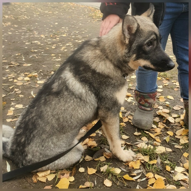 Ищем для Златы заботливые руки❤ и теплый дом🏡.
Возьми...