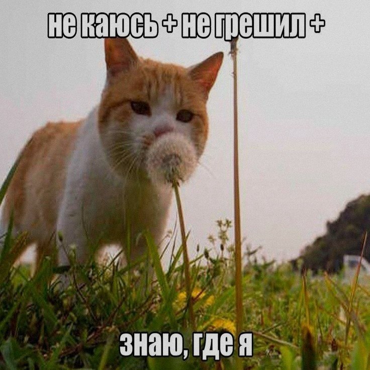 Ночная подборочка
Спать, режим
