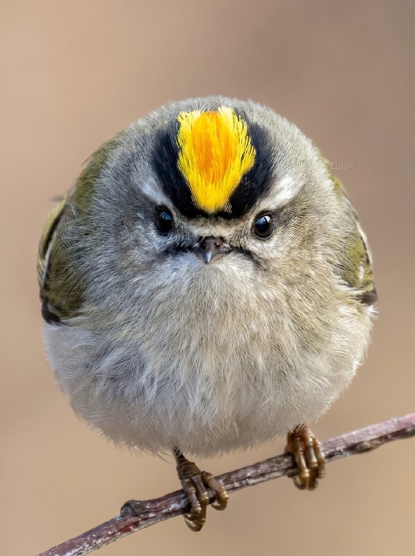 Желтоголовый королёк выглядит прямо как ты под конец рабочей недели: это одна из самых мелких птиц в