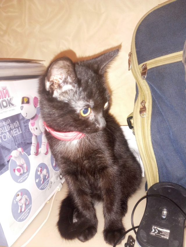 Подобрали котенка, может его узнает хозяин? Может нуже?...