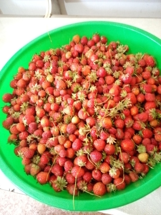 Продам клубнику соберу на заказ тел 89225572067 250руб