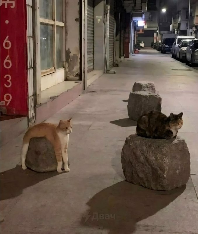 Ничего необычного, просто типичное поведение рыжего кота