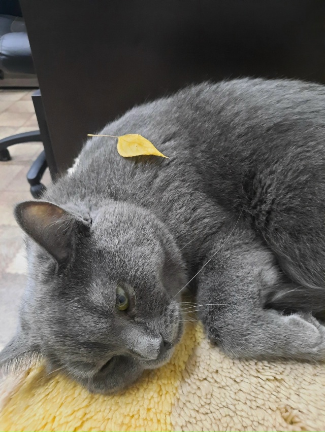 Любимый кот 🐱