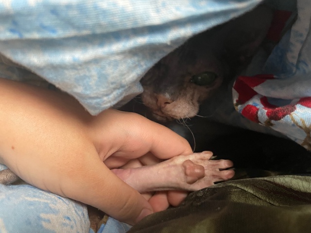 Мишель
эксперт по котлеткам с сыром, огурцам и кабачка?...