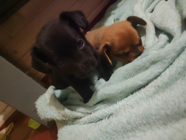 Щенят ждёт улица😭😭😭😭😭
Ищут дом,СРОЧНО 🏡🤞🏼
На ...