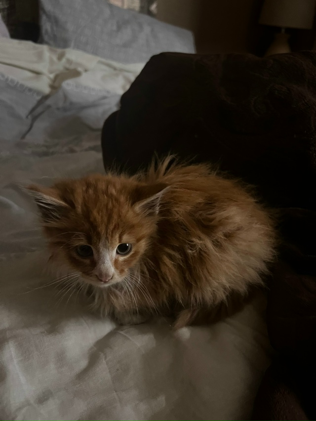 Здравствуйте! Пожалуйста, опубликуйте пост.
Найден кот...