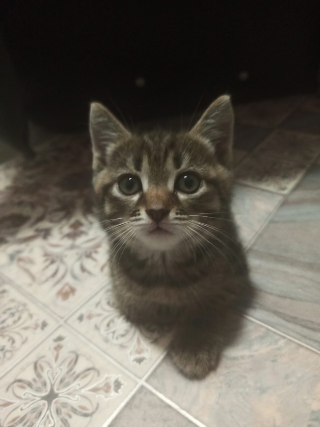 Отдам котика, все ест, приучен к лотку