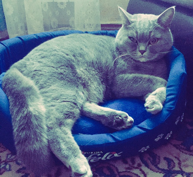 Пупсик ❤️ уже 6 лет радует каждый день своей красотой ?...