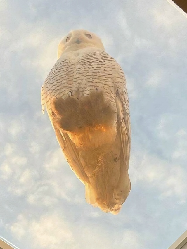 Причина номер один, почему я мечтаю о доме с мансардным...